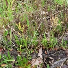 Rumex acetosella at Gungahlin, ACT - 4 Oct 2023