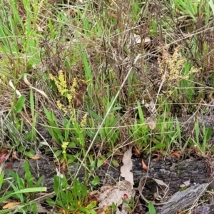 Rumex acetosella at Gungahlin, ACT - 4 Oct 2023