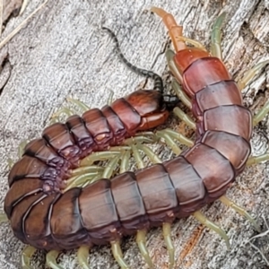 Cormocephalus aurantiipes at Gungahlin, ACT - 4 Oct 2023