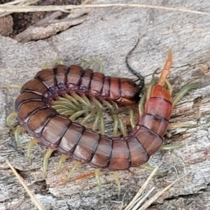 Cormocephalus aurantiipes at Gungahlin, ACT - 4 Oct 2023