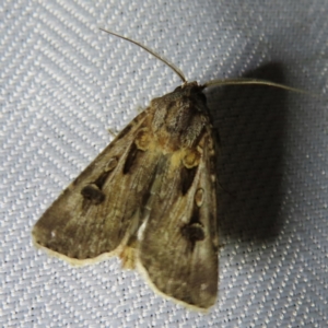 Agrotis munda at Braidwood, NSW - 3 Oct 2023