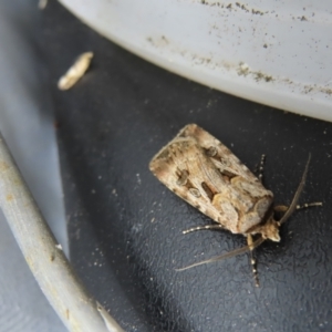 Agrotis munda at Braidwood, NSW - 3 Oct 2023