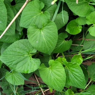 Viola odorata (Sweet Violet, Common Violet) at Gungahlin, ACT - 4 Oct 2023 by trevorpreston