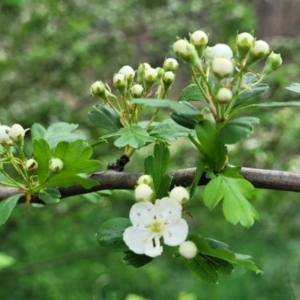 Crataegus monogyna at Gungahlin, ACT - 4 Oct 2023