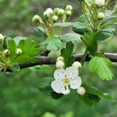 Crataegus monogyna at Gungahlin, ACT - 4 Oct 2023