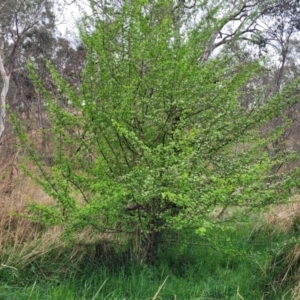 Crataegus monogyna at Gungahlin, ACT - 4 Oct 2023