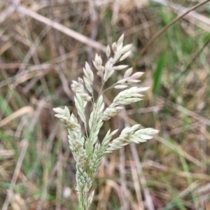 Holcus lanatus at Gungahlin, ACT - 4 Oct 2023