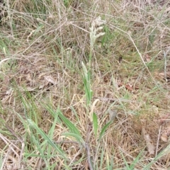 Holcus lanatus at Gungahlin, ACT - 4 Oct 2023