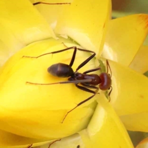 Iridomyrmex purpureus at O'Connor, ACT - 3 Oct 2023 10:00 AM