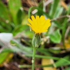 Hypochaeris glabra (Smooth Catsear) at Gungaderra Grasslands - 4 Oct 2023 by trevorpreston