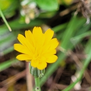 Hypochaeris glabra at Gungahlin, ACT - 4 Oct 2023