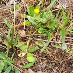 Hypochaeris glabra at Gungahlin, ACT - 4 Oct 2023 12:57 PM