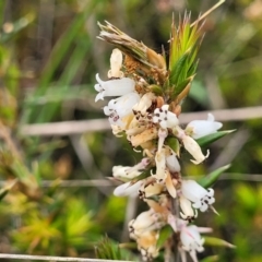 Lissanthe strigosa subsp. subulata (Peach Heath) at Gungahlin, ACT - 4 Oct 2023 by trevorpreston