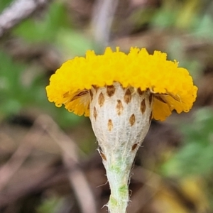 Leptorhynchos squamatus at Gungahlin, ACT - 4 Oct 2023