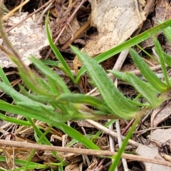 Leptorhynchos squamatus at Gungahlin, ACT - 4 Oct 2023