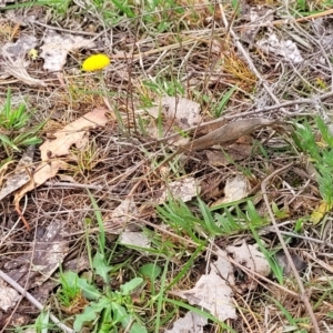 Leptorhynchos squamatus at Gungahlin, ACT - 4 Oct 2023