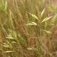 Rytidosperma sp. (Wallaby Grass) at O'Connor, ACT - 2 Oct 2023 by ConBoekel