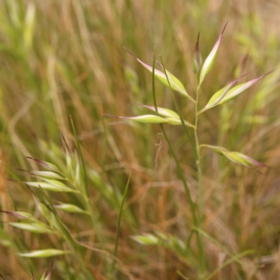 Rytidosperma sp. (Wallaby Grass) at Caladenia Forest, O'Connor - 2 Oct 2023 by ConBoekel