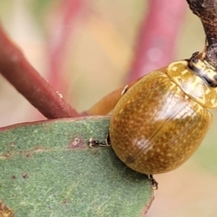 Paropsisterna cloelia (Eucalyptus variegated beetle) at Gungahlin, ACT - 4 Oct 2023 by trevorpreston