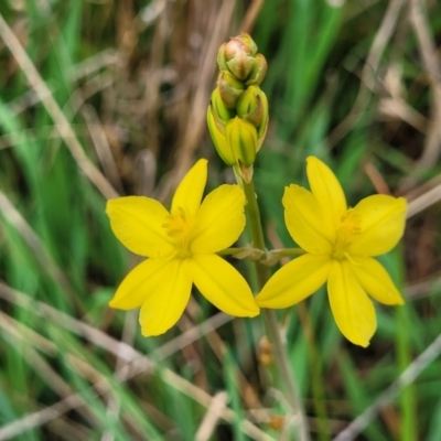 Bulbine bulbosa (Golden Lily, Bulbine Lily) at Gungaderra Grasslands - 4 Oct 2023 by trevorpreston