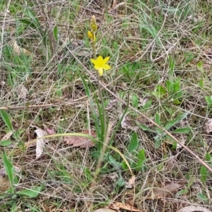 Bulbine bulbosa at Gungahlin, ACT - 4 Oct 2023