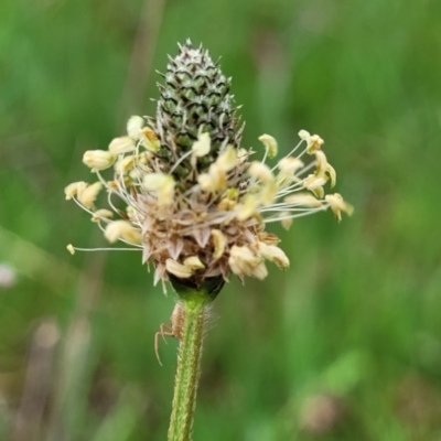 Plantago lanceolata (Ribwort Plantain, Lamb's Tongues) at Gungahlin, ACT - 4 Oct 2023 by trevorpreston