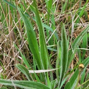 Plantago lanceolata at Gungahlin, ACT - 4 Oct 2023