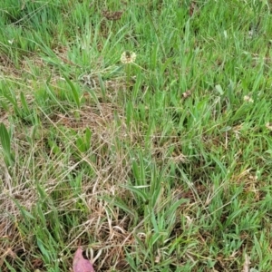 Plantago lanceolata at Gungahlin, ACT - 4 Oct 2023