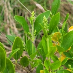 Ligustrum sinense (Narrow-leaf Privet, Chinese Privet) at Kaleen, ACT - 4 Oct 2023 by trevorpreston