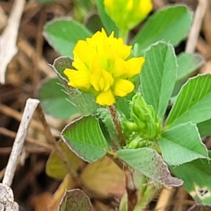 Trifolium dubium at Kaleen, ACT - 4 Oct 2023