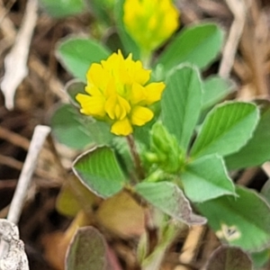 Trifolium dubium at Kaleen, ACT - 4 Oct 2023