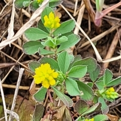 Trifolium dubium at Kaleen, ACT - 4 Oct 2023 12:43 PM