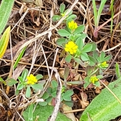 Trifolium dubium at Kaleen, ACT - 4 Oct 2023 12:43 PM