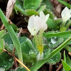 Trifolium subterraneum at Kaleen, ACT - 4 Oct 2023 12:42 PM