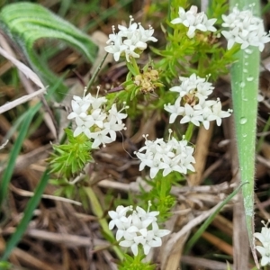 Asperula conferta at Kaleen, ACT - 4 Oct 2023