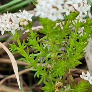 Asperula conferta at Kaleen, ACT - 4 Oct 2023