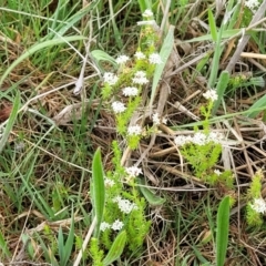 Asperula conferta at Kaleen, ACT - 4 Oct 2023