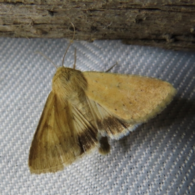 Helicoverpa punctigera (Native Budworm) at Braidwood, NSW - 3 Oct 2023 by MatthewFrawley