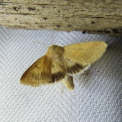 Helicoverpa punctigera at Braidwood, NSW - 3 Oct 2023