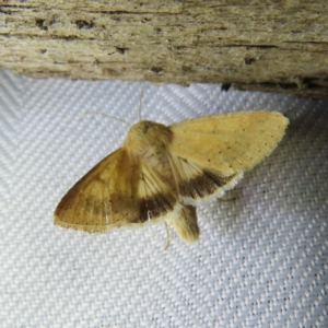 Helicoverpa punctigera at Braidwood, NSW - 3 Oct 2023