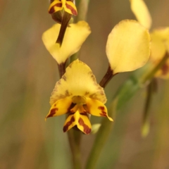 Diuris nigromontana (Black Mountain Leopard Orchid) at O'Connor, ACT - 3 Oct 2023 by ConBoekel