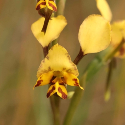 Diuris nigromontana (Black Mountain Leopard Orchid) at O'Connor, ACT - 3 Oct 2023 by ConBoekel