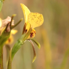 Diuris nigromontana at O'Connor, ACT - 3 Oct 2023