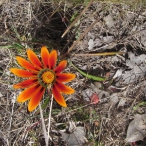 Gazania sp. at Macgregor, ACT - 15 Sep 2023 01:45 PM