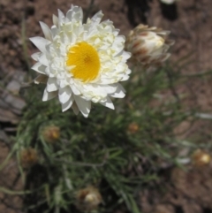 Leucochrysum albicans subsp. tricolor (Hoary Sunray) at Latham, ACT - 15 Sep 2023 by pinnaCLE