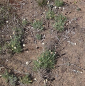 Leucochrysum albicans subsp. tricolor at Latham, ACT - 15 Sep 2023