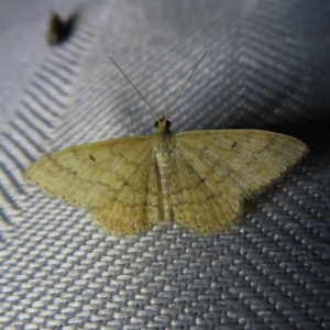 Scopula rubraria at Braidwood, NSW - 3 Oct 2023