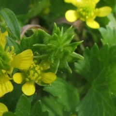 Ranunculus muricatus (Sharp Buttercup) at Umbagong District Park - 15 Sep 2023 by pinnaCLE