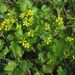 Ranunculus muricatus at Latham, ACT - 15 Sep 2023