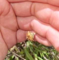 Coronidium gunnianum (Gunn's Everlasting) at Lawson, ACT - 16 Feb 2023 by EmilySutcliffe